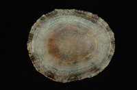 斗笠螺藏品圖，第4張